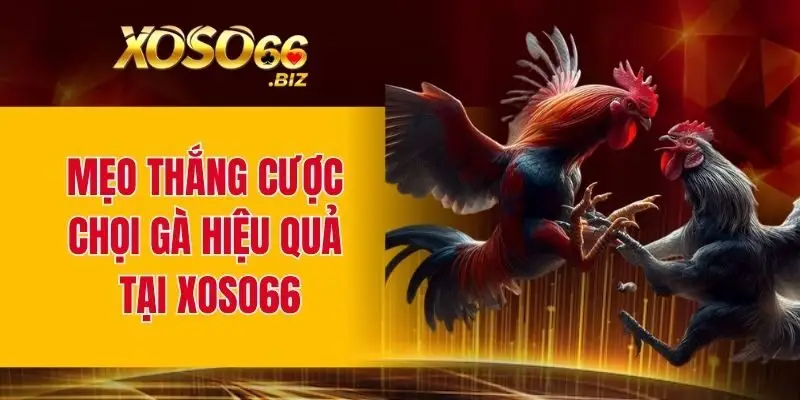 Đá Gà Trực Tiếp - Kịch Tính Và Minh Bạch Trong Năm 2025 3 Mẹo thắng cược chọi gà hiệu quả tại XOSO66